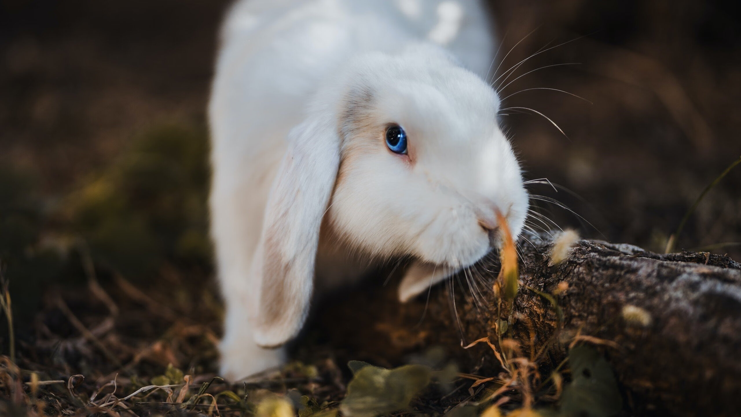 “英超赛季渐入佳境,豪门各显神通”,英超赛季前瞻